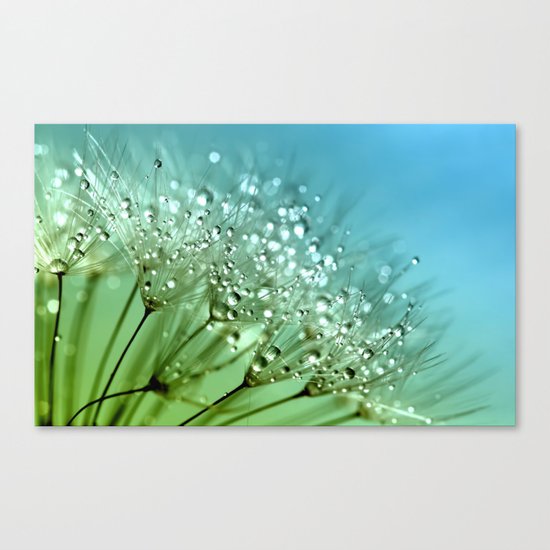 Aqua Sparkling dewdrops on a Dandelion- Flower Flowers Canvas Print