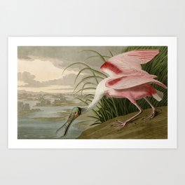 Roseate Spoonbill from Birds of America by John James Audubon Art Print