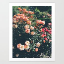 Moody Dusty Peach Roses Art Print