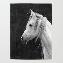 Arabian horse in black and white Poster