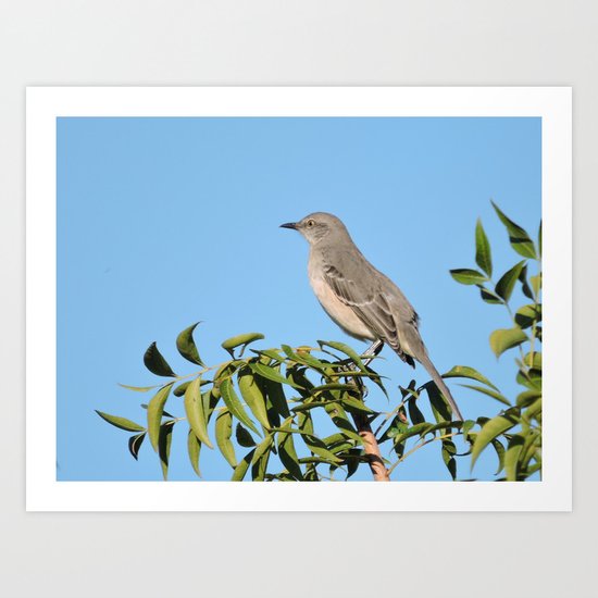 Northern Mockingbird Looks South Art Print