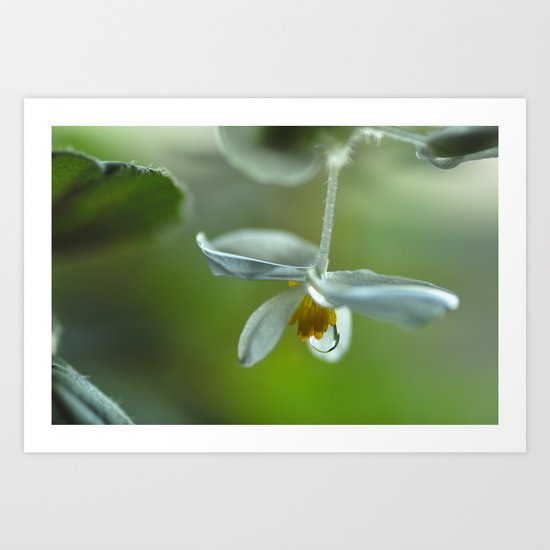 Flower raindrop Art Print