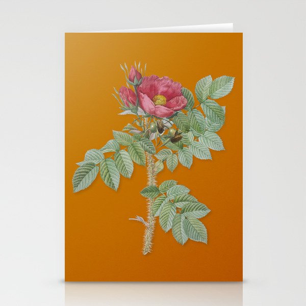 Vintage Kamtschatka Rose Botanical Illustration on Bright Orange Stationery Cards