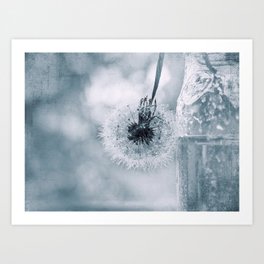 Flower photography - blue dandelion Art Print