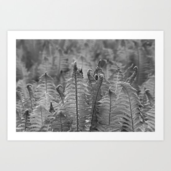 Dunvegan Ferns Art Print