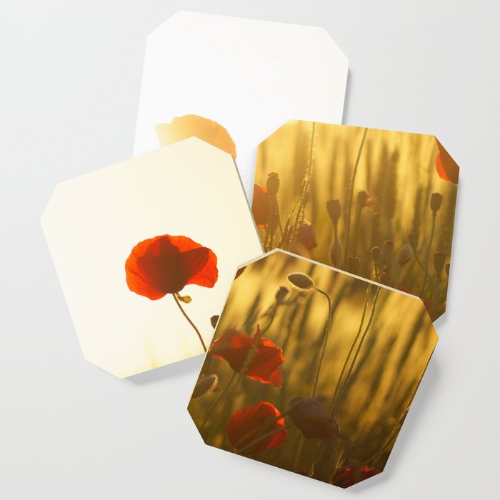 Poppies in a field Coaster
