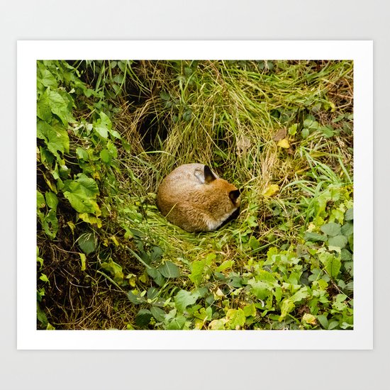Mr Fox's afternoon nap Art Print
