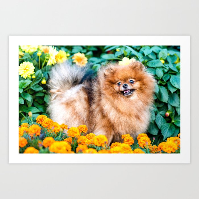 Cute Small Pomeranian Doggy Flowers Summer Art Print