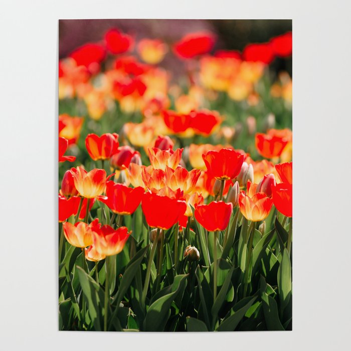 Yellow and Red Tulips I Poster