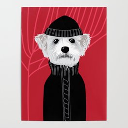 Maltese dog Poster