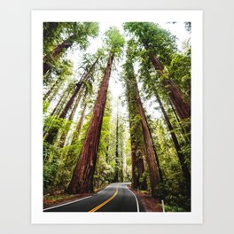 humboldt redwood forest Art Print