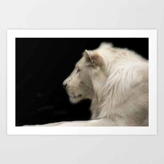 Young white lion Art Print