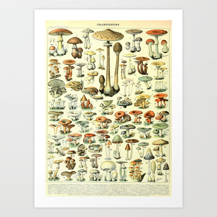Types of mushroom and toadstool fungi - Adolphe Millot champignon-B Art Print