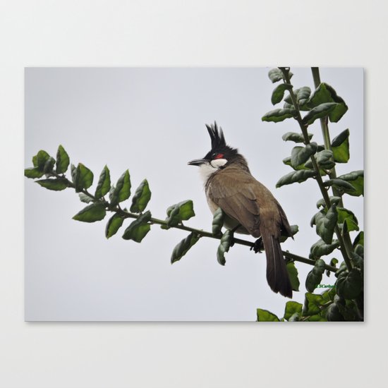 Red-Whiskered Bulbul Canvas Print