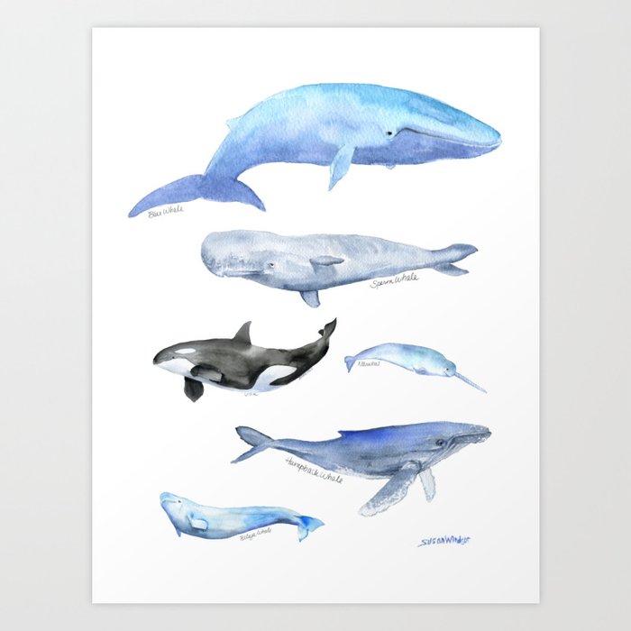 Whale Variety Watercolor Art Print