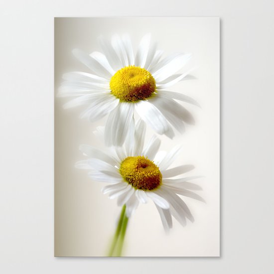 Softly Softly Canvas Print