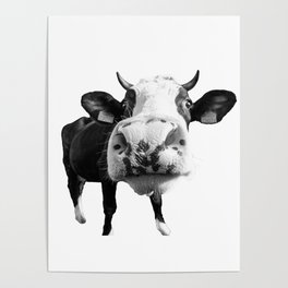 Inquisitive Cow Poster