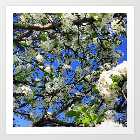 Spring Blossoms Art Print