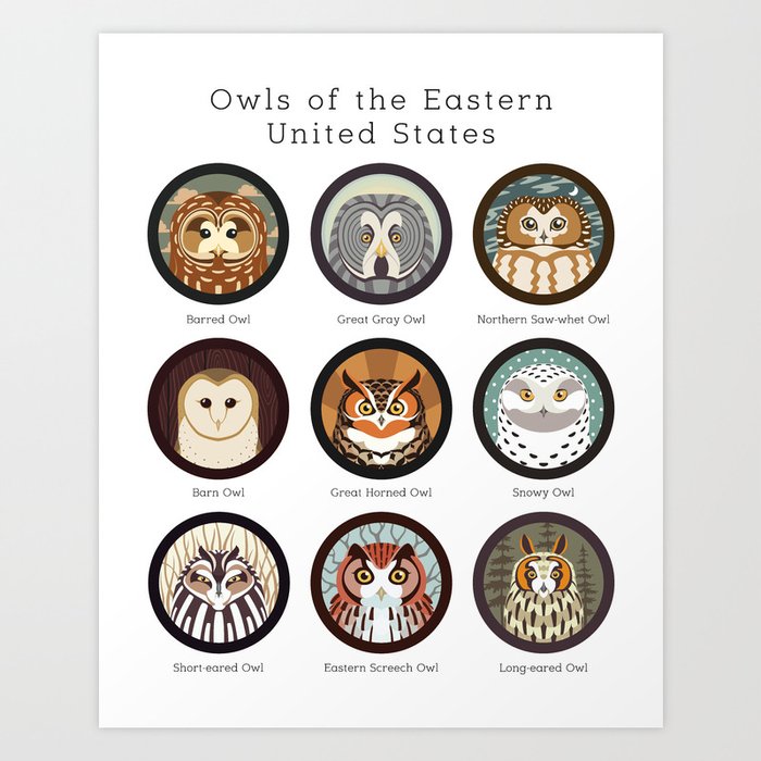 Owls of the Eastern United States (Labled) Art Print