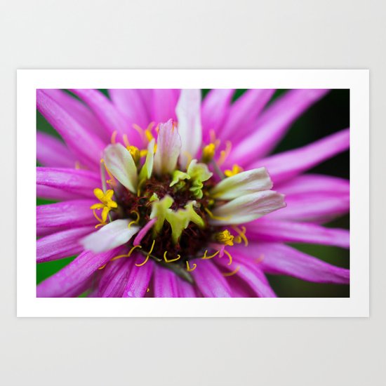 Macro Violet Flower Art Print