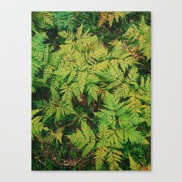 Ferns Canvas Print