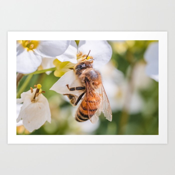 Morning Honey Bee Photograph Art Print