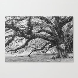 Audubon Park Oaks x New Orleans Photography Canvas Print