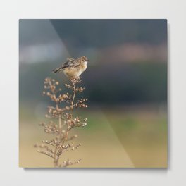 Little Winter Migrant Bird Metal Print | Photo, Bird, Spring, Little, Chick, Young, Beak, Green, Feather, Wild 