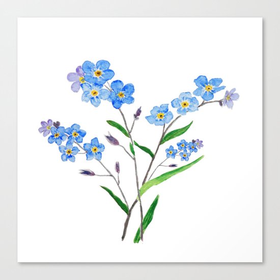 forget me not Canvas Print