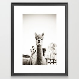 Tio Farm Alpaca 2 Framed Art Print