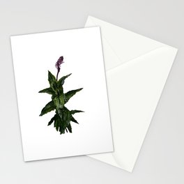Herb Garden Mint Bathroom Decor Acrylic Painting  Stationery Cards