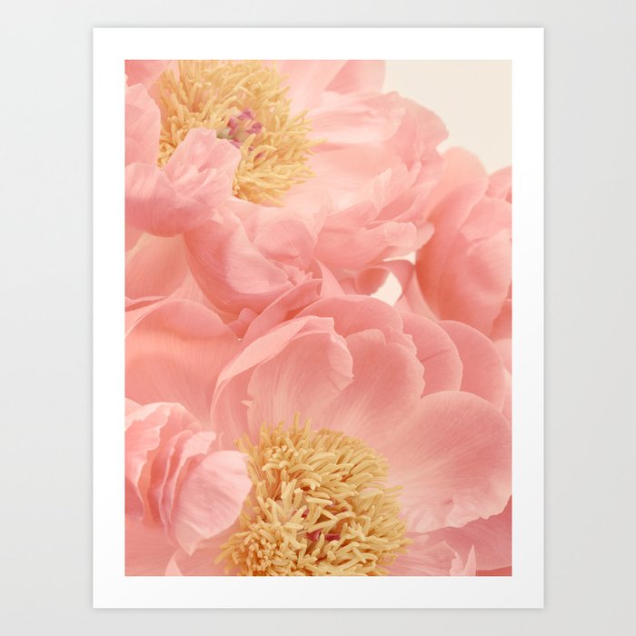 Pale Pink Peonies - Nature Photography Art Print