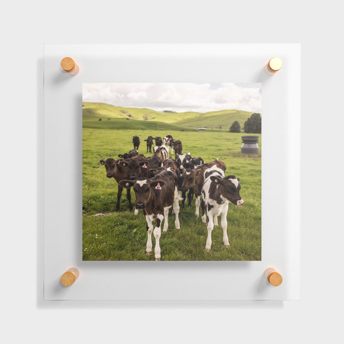 New Zealand Photography - Flock Of Cows On The Grassy Field Floating Acrylic Print
