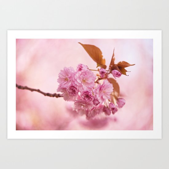 Sakura - Cherryblossom - Cherry blossom - Pink flowers 1 Art Print