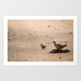 Sand Grouse in a Hurry Art Print