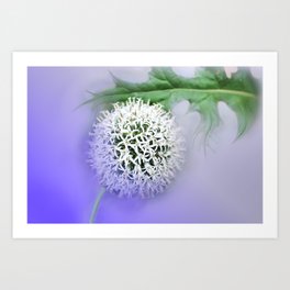 Globe Thistle  Art Print | Alisonchambers2, Photoart, Photo, Artistic, Flora, White, Flowerart, Thistle, Purple, Globethistle 