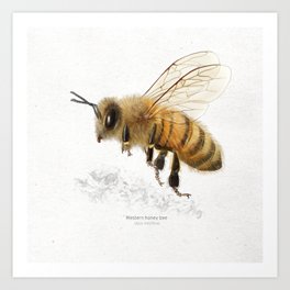 Honey bee art print Art Print