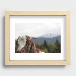 Look who's complaining, funny goat photo Recessed Framed Print