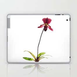Lady's Slipper Orchid Flower Art Laptop Skin