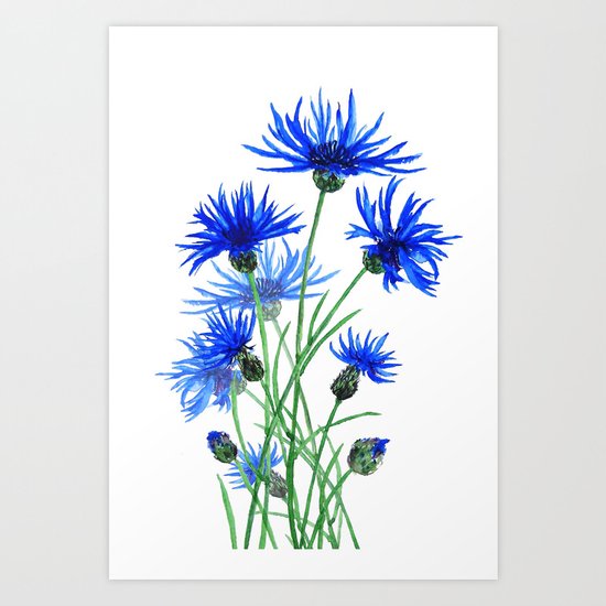 blue cornflower Art Print