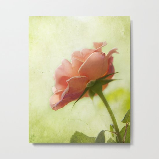 Vintage light pink rose Metal Print