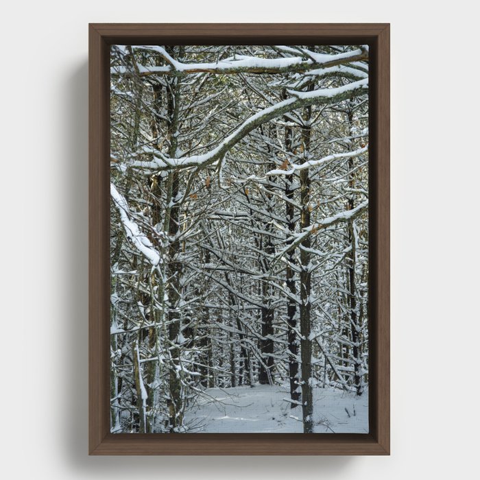 Snow Covered Trees Framed Canvas