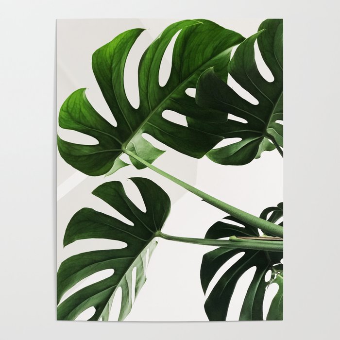 Palm Tree Leaves Poster