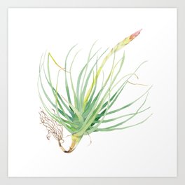 Flowering air plant Tillandsia botanical watercolour illustration Art Print
