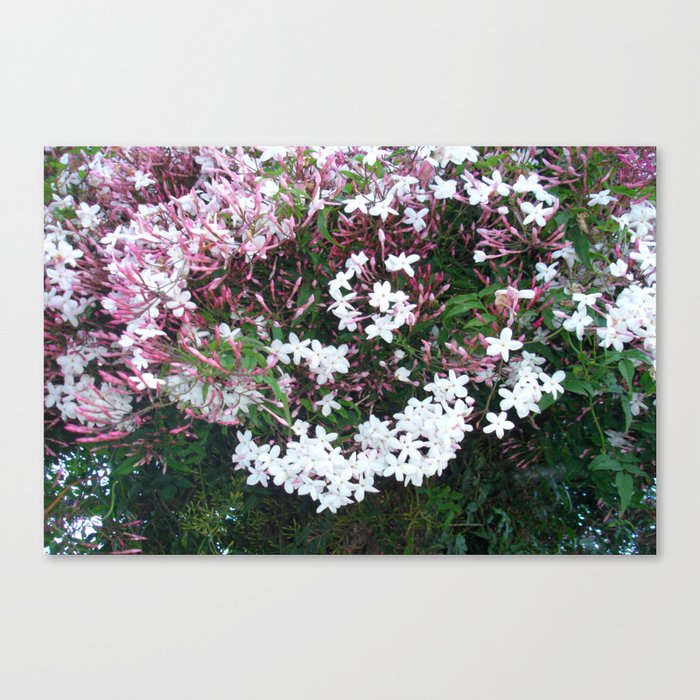 Beautiful Jasmine Flowers In Full Bloom  Canvas Print