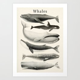 Whales Collection Art Print