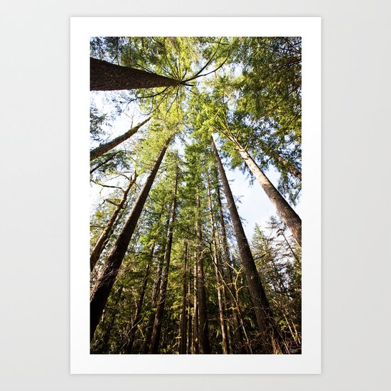 canopy Art Print