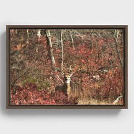 Autumn Buck Framed Canvas