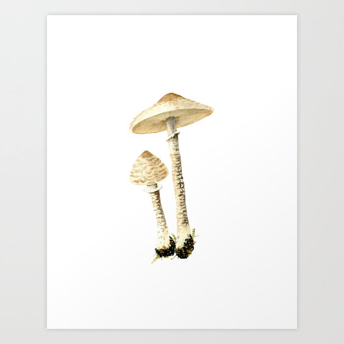 Parasol mushroom Art Print
