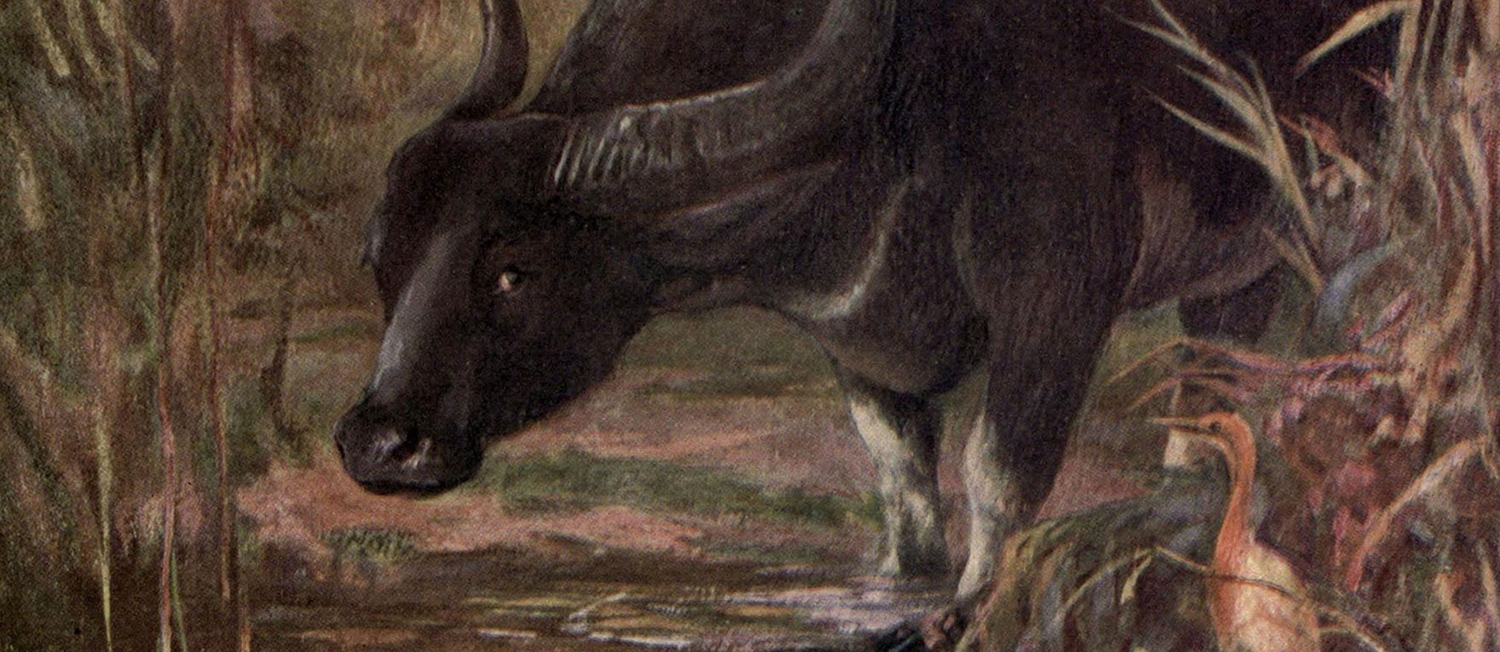 Vintage Water Buffalo Painting 1909 Coffee Mug By Bravuramedia